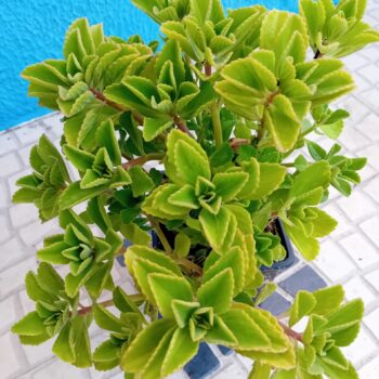 Hortela de folha grossa