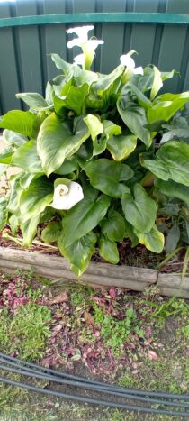 Plantas zantedeshia ou jarro branco ou lirio calla