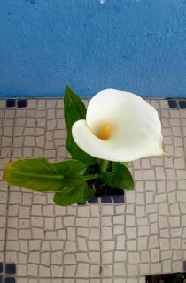 Plantas zantedeshia ou jarro branco ou lirio calla