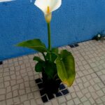 Vaso de 13cms de diametro