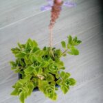Coleus caninus