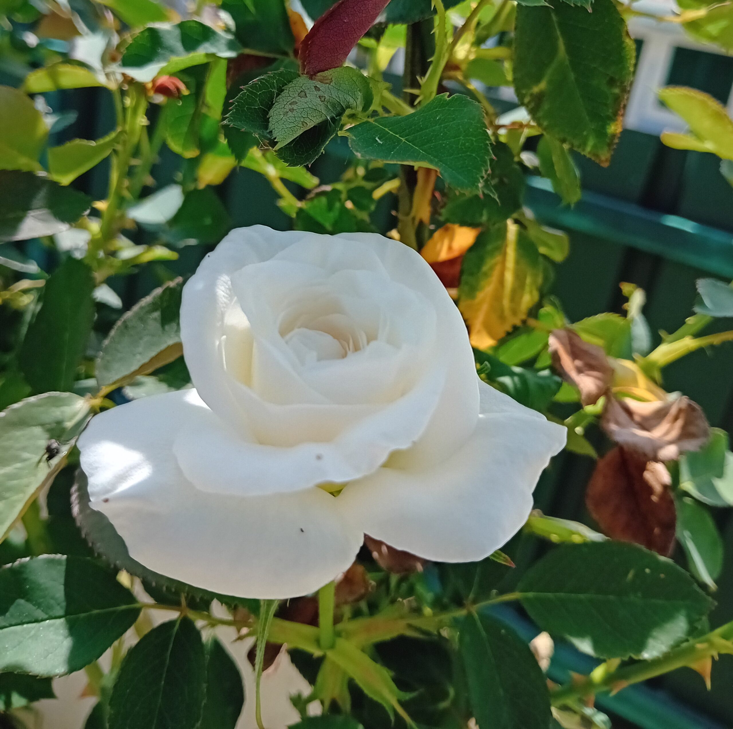 Roseira trepadeira Roseira trepadeira branca