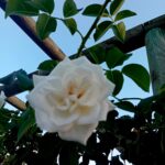 Roseira trepadeira