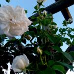 Roseira trepadeira rosa branca