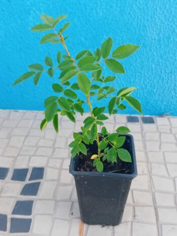 Roseira trepadeira rosa branca em vaso de 1 litro.