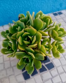 Aeonium haworthii suculenta