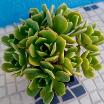 Aeonium haworthii suculenta