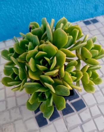 Aeonium haworthii suculenta