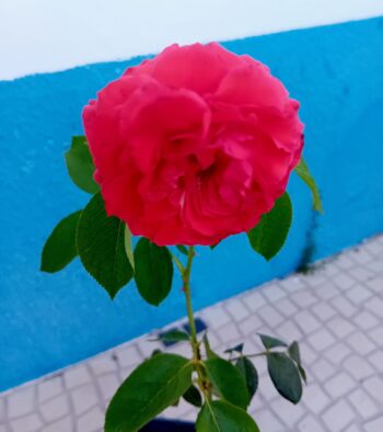 Roseira trepadeira rosa vermelha