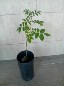 Roseira trepadeira