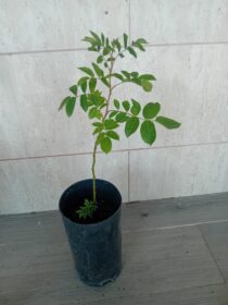 Roseira trepadeira