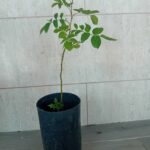 Roseira rosa vermelha