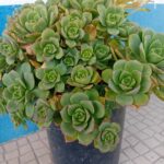 Aeonium Haworthii suculenta