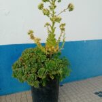 Com cerca de 50/70cms em vaso de 27cms de diametro
