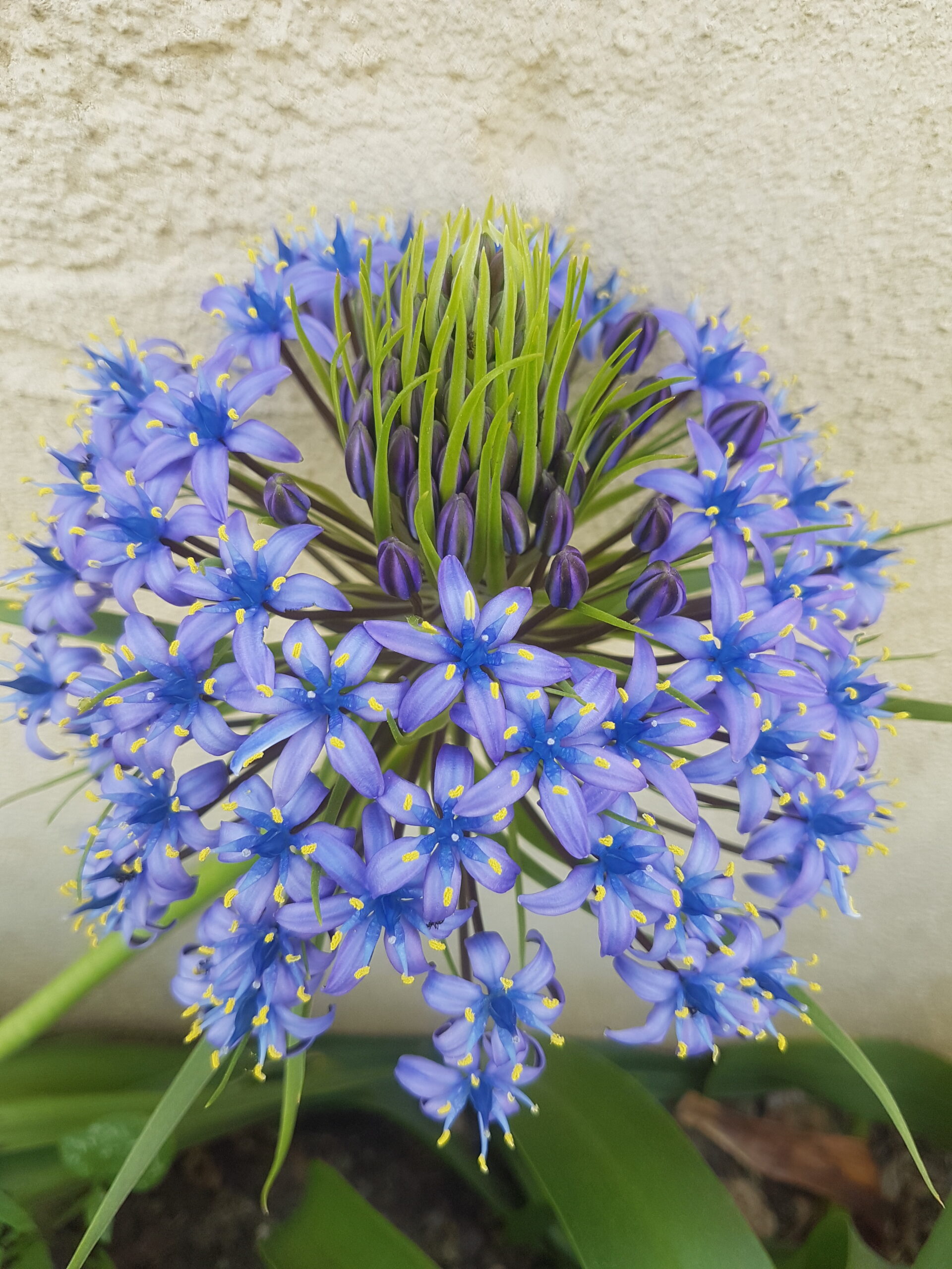 Scilla Peruviana / cebola-albarrã-do-Peru Scilla Peruviana / cebola-albarrã-do-Peru
