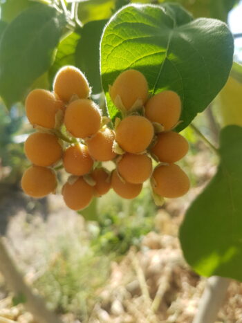 Tamarilho amarelo anao