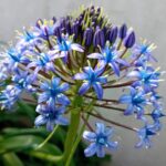 Scilla Peruviana / cebola-albarrã-do-Peru
