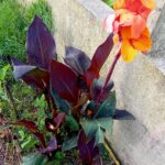Canna Indica roxo flor laranja