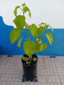 Tamarilho amarelo anao