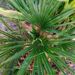 Palmeira moinho de ventotrachycarpus Fortunei palmeira de leque