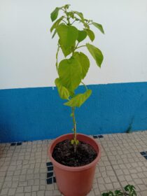 Tamarilho amarelo anao