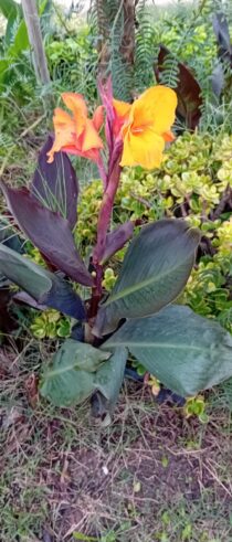 Canna Indica lirio canna ciganas