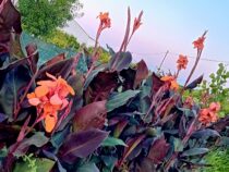 Canna Indica Lirio Canna Ciganas Ciganinhas