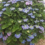 Hortensia Macrophylla