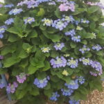 Hortensia Macrophylla Teller Blue lote de 20 estacas enraizadas