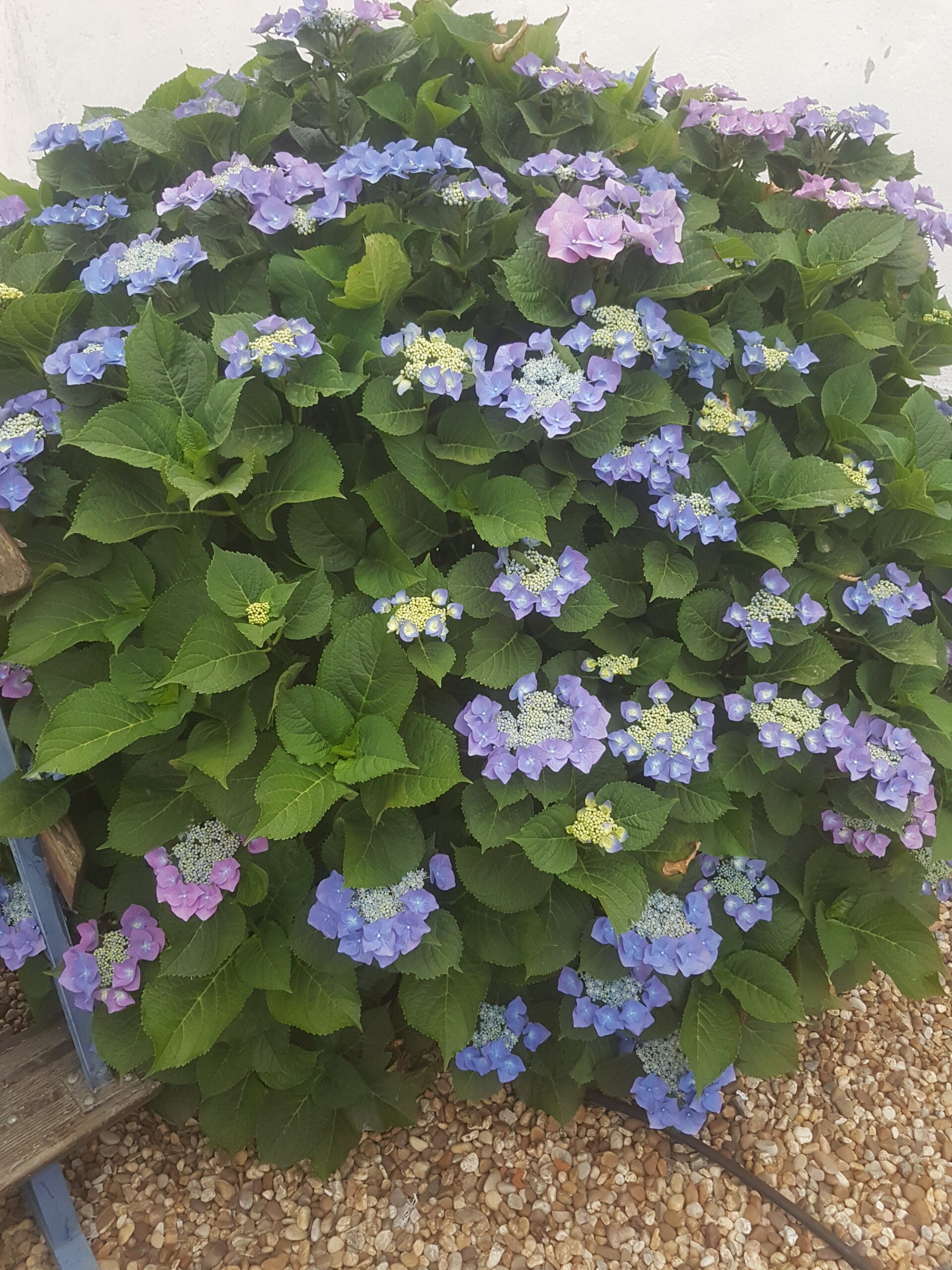 Hortensia Macrophylla Hortensia Macrophylla