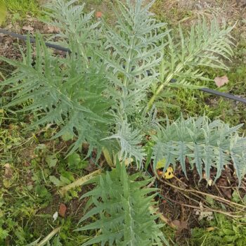 Alcachofra planta