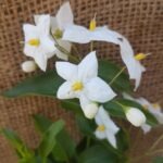 Trepadeira Solanum Jasminoides