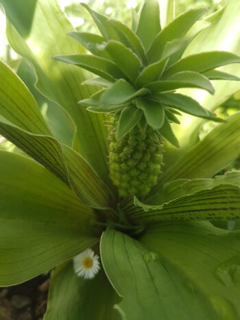 Eucomis flor ananas