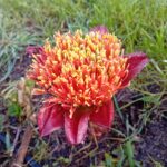 Lirio pincel Scadoxus puniceus