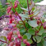 Kalanchoe pendente manginii suculenta