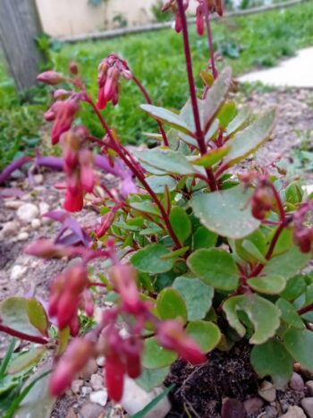 Kalanchoe pendente manginii suculenta