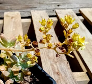 Pachyphytum suculenta