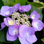 Hortensia Macrophylla