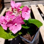 Hortensia macrophylla