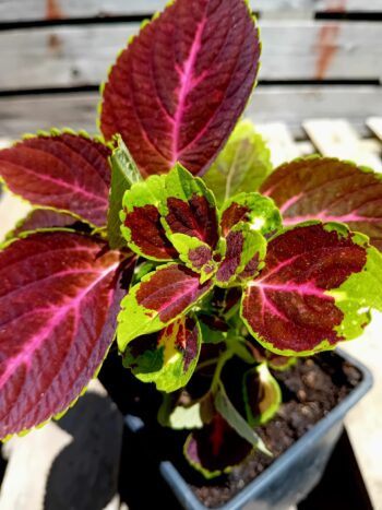 Coleus