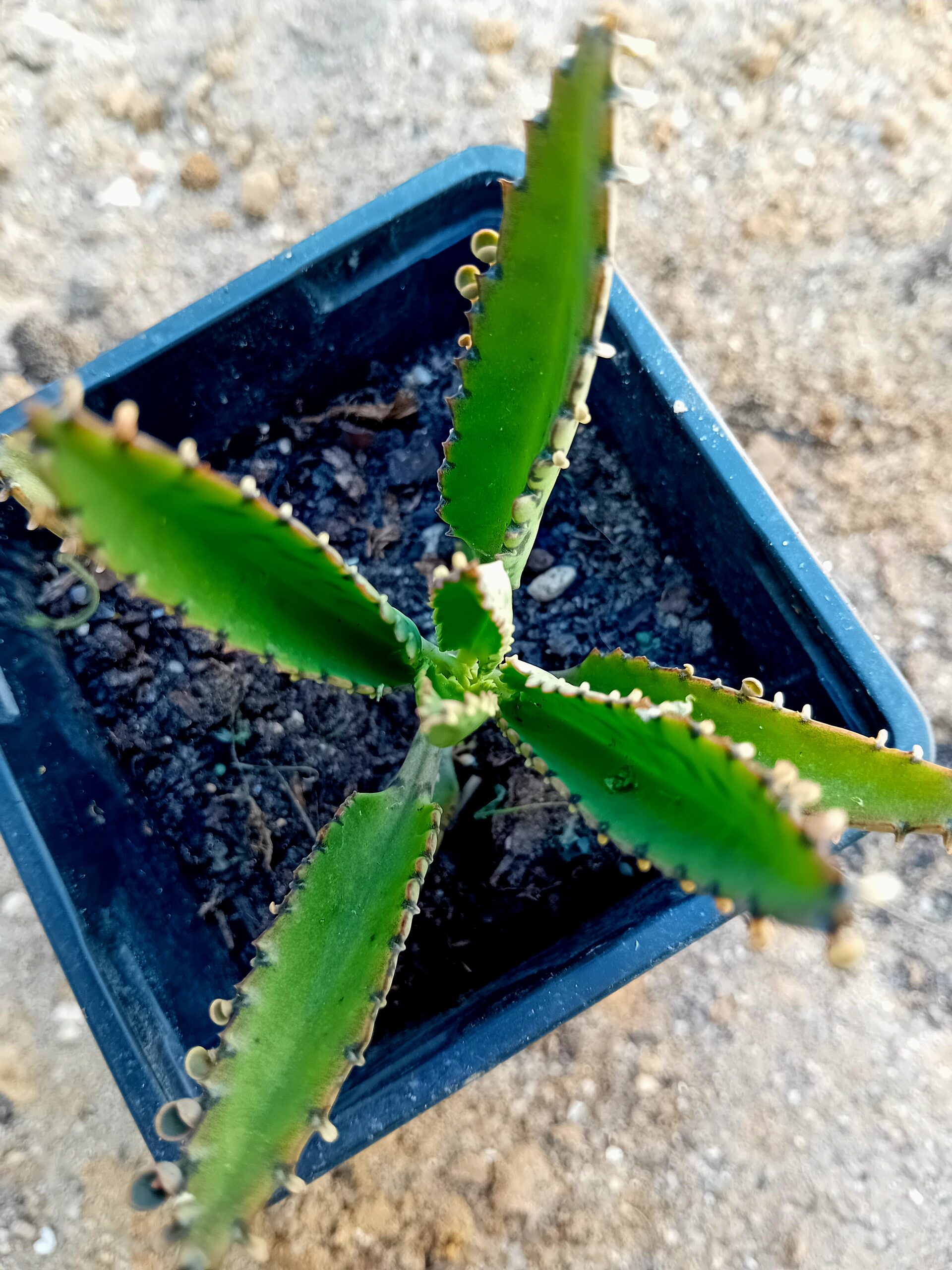 Kalanchoe Daigremontiana Mae de milhares 