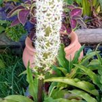 Eucomis flor ananás