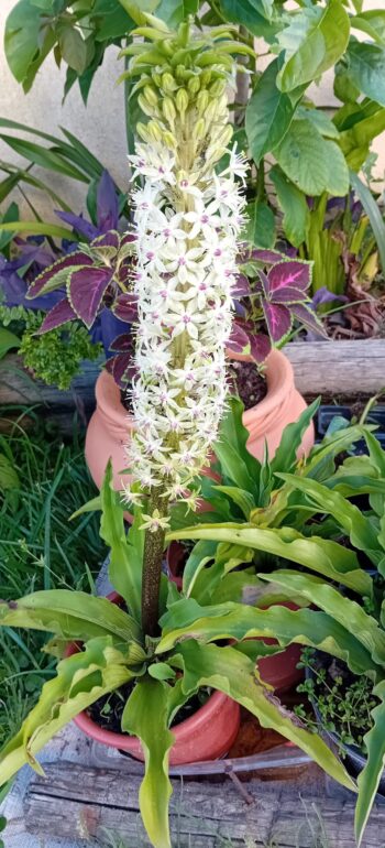 Eucomis flor ananás