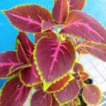 Coleus