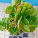 Aeonium arboreum verde