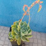 Echeveria suculenta