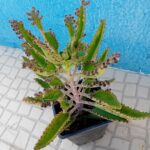 Kalanchoe Daigremontiana