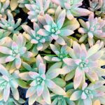 Pachyphytum suculenta