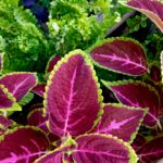 Coleus