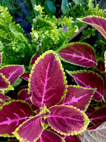 Coleus